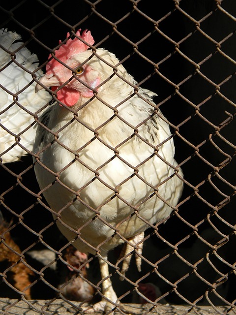 汉密尔顿在 汉密尔顿在